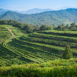 Mugwort powder (100 g) shown with terraced hillside greens