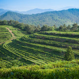 Organic Mugwort Powder (60g)