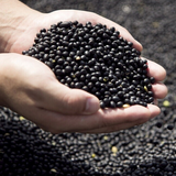 Handful of black soybean kernels in open palms
