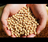 Yellow soybeans in cupped hands