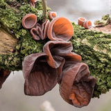Tree-ear mushrooms on a bark log, brown and tan folded shapes