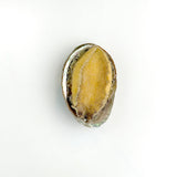 Wando Mom abalone half-shell with yellow interior
