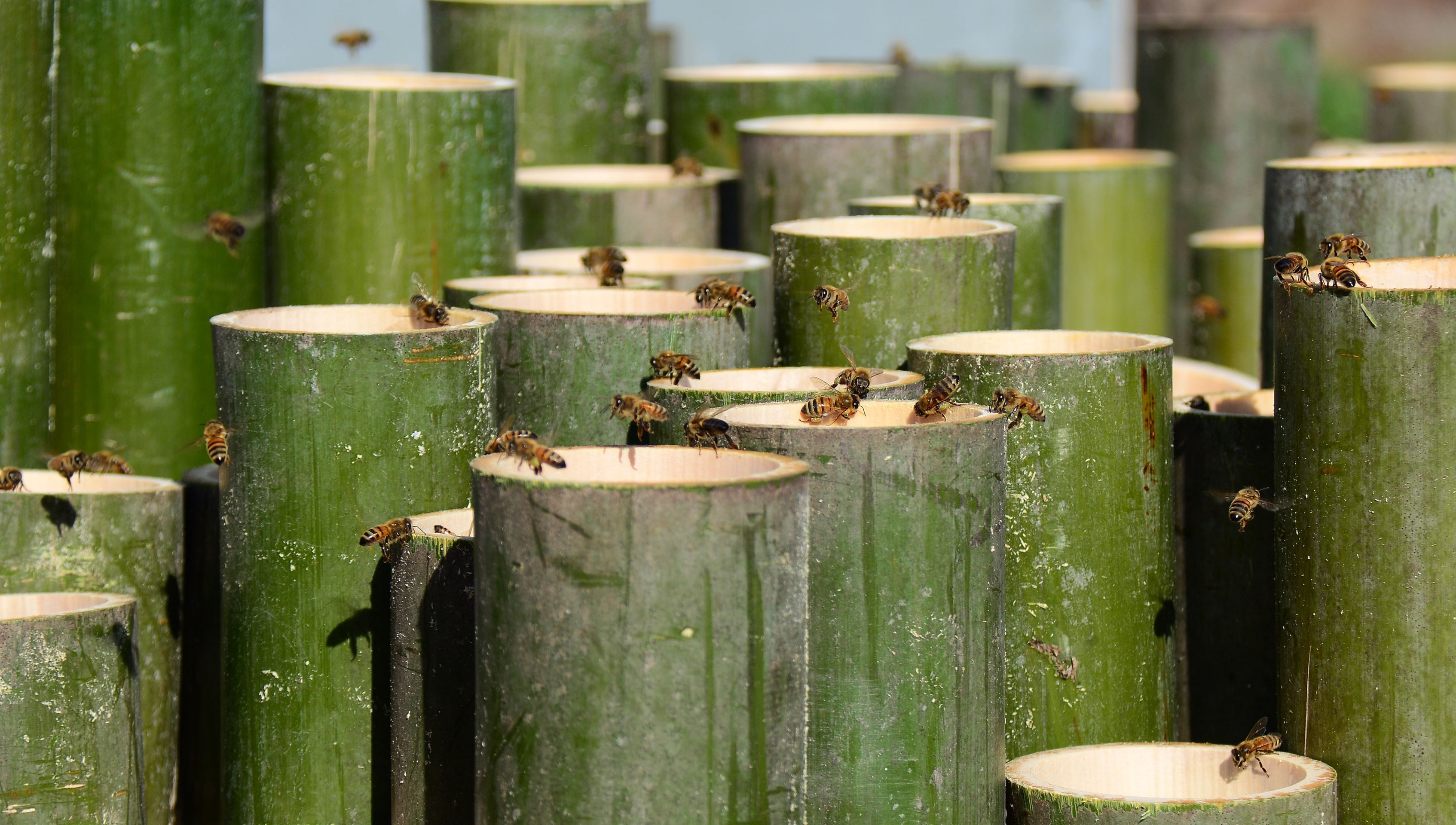 Coarse bamboo salt in stacked green bamboo curing barrels