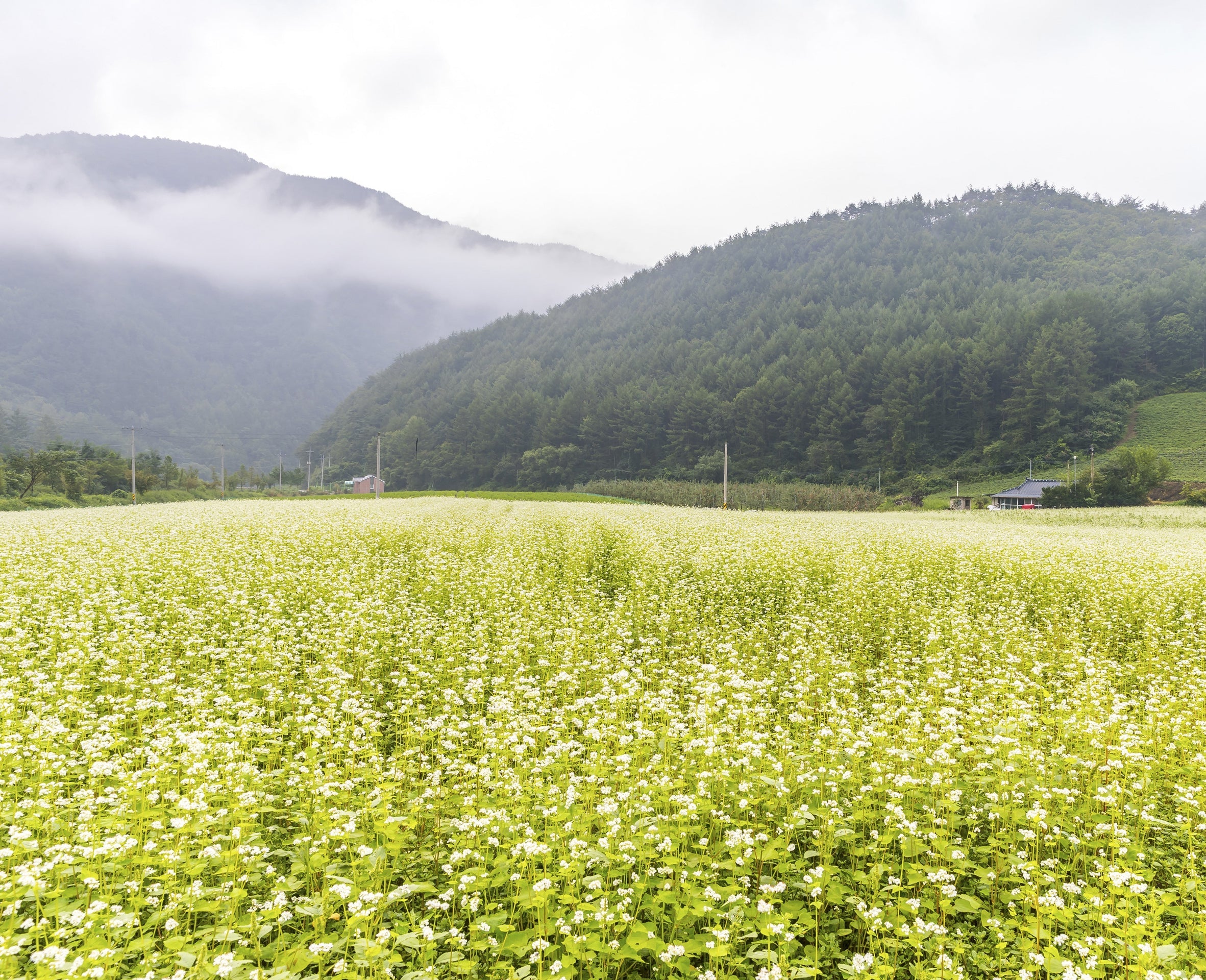 Buckwheat flower field with rolling green hills and forested mountains