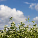 Buckwheat flowers with green stems against a blue sky