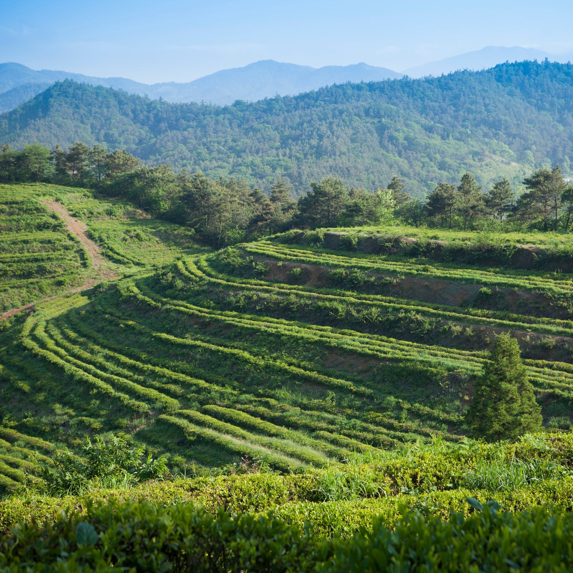 Mugwort tea plantation with terraced rows of green plants