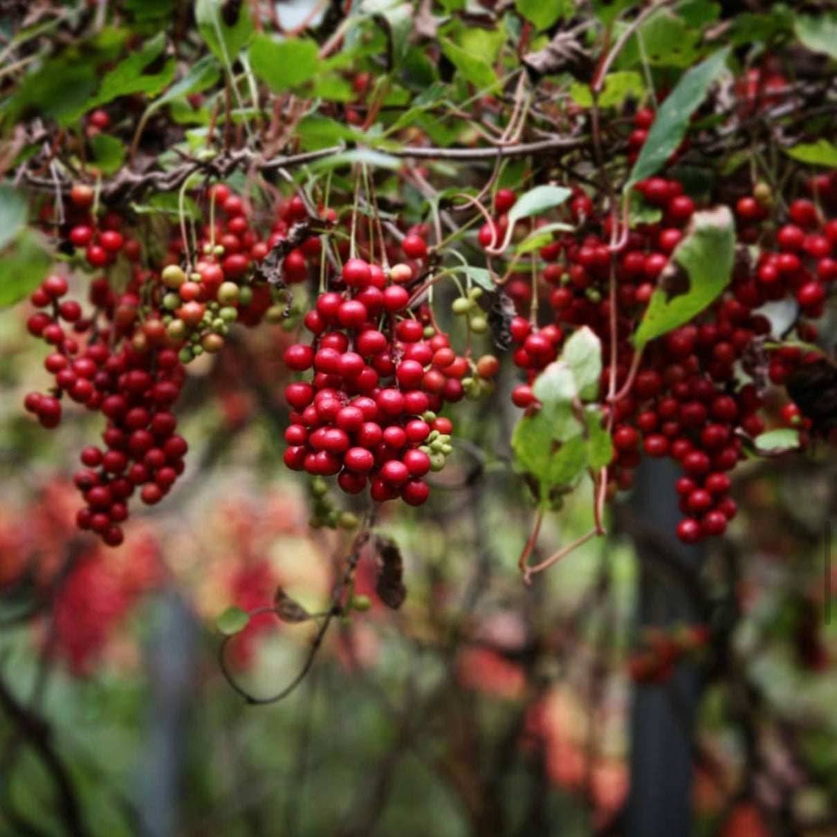 Omija extract clusters of red omija berries on branches