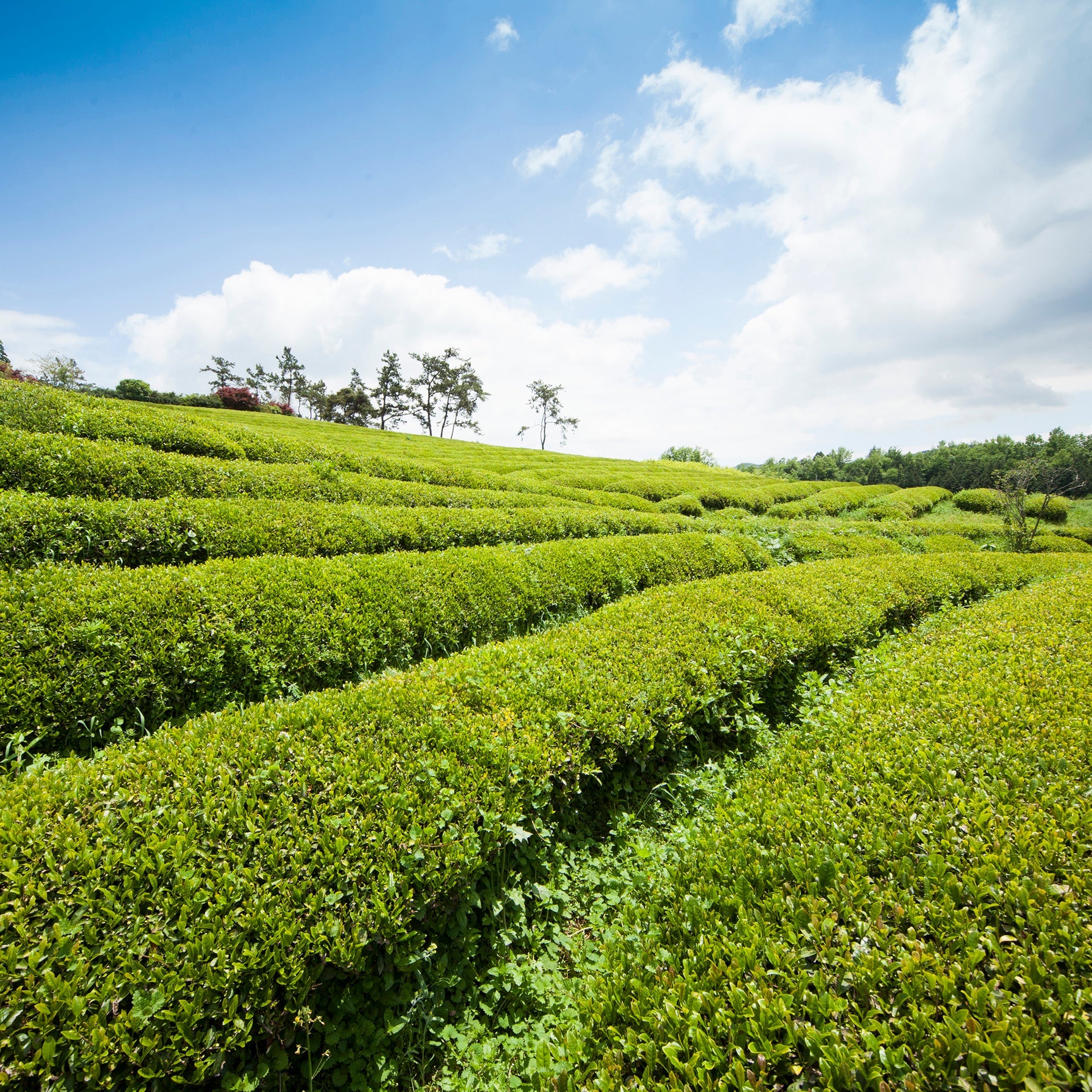Mugwort powder (100 g) pictured with green plantation rows