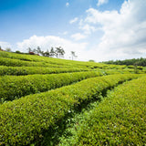 Mugwort powder (100 g) pictured with green plantation rows
