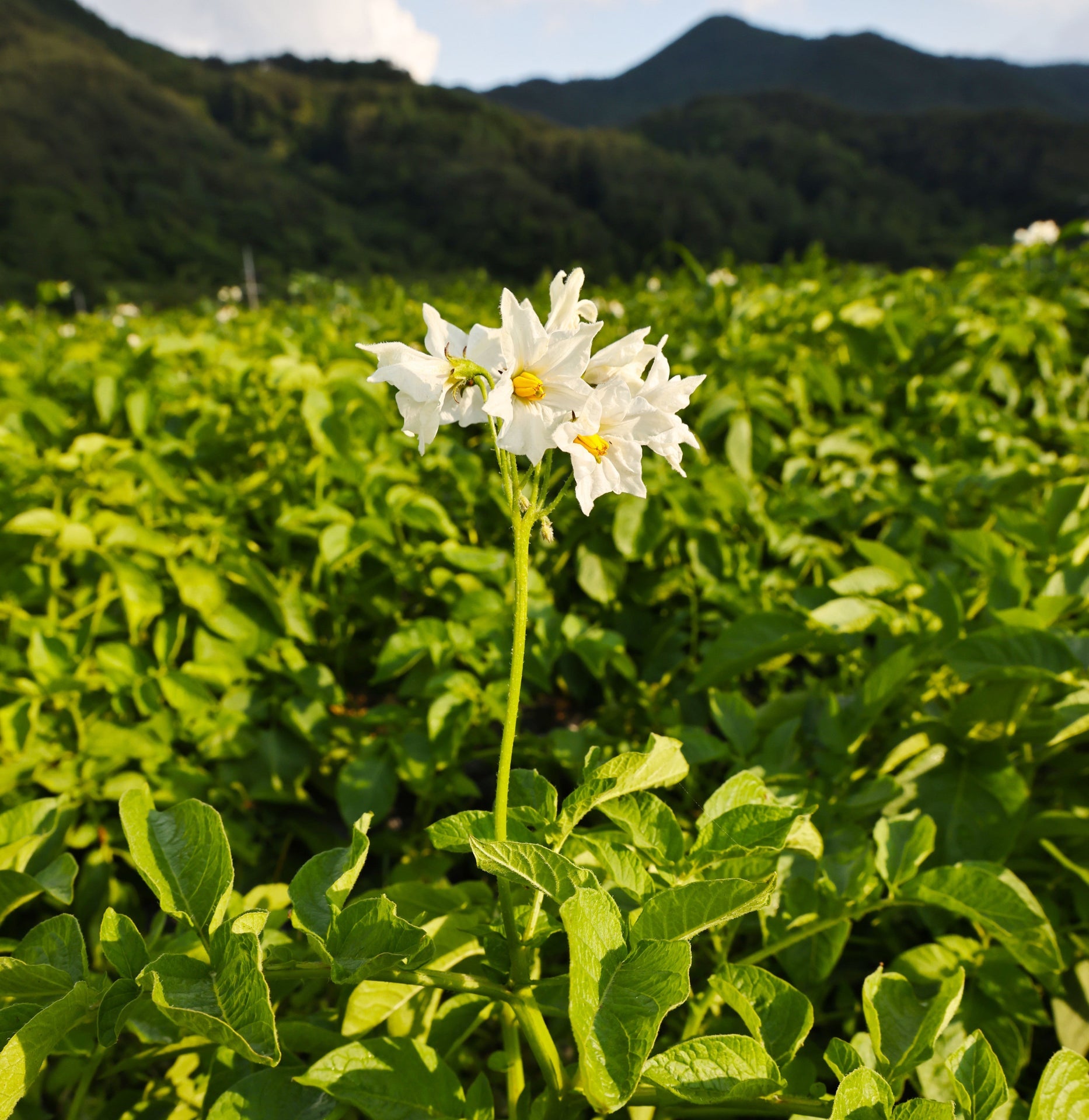 Potato plant blossoms with white flowers in a green field