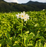 Potato plant blossoms with white flowers in a green field