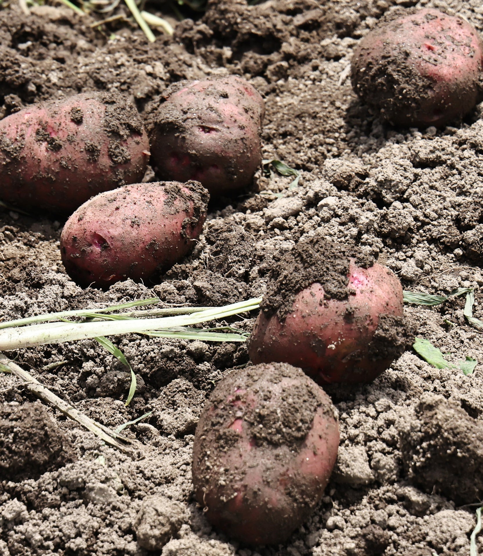 Dark soil potatoes with pink-red skins
