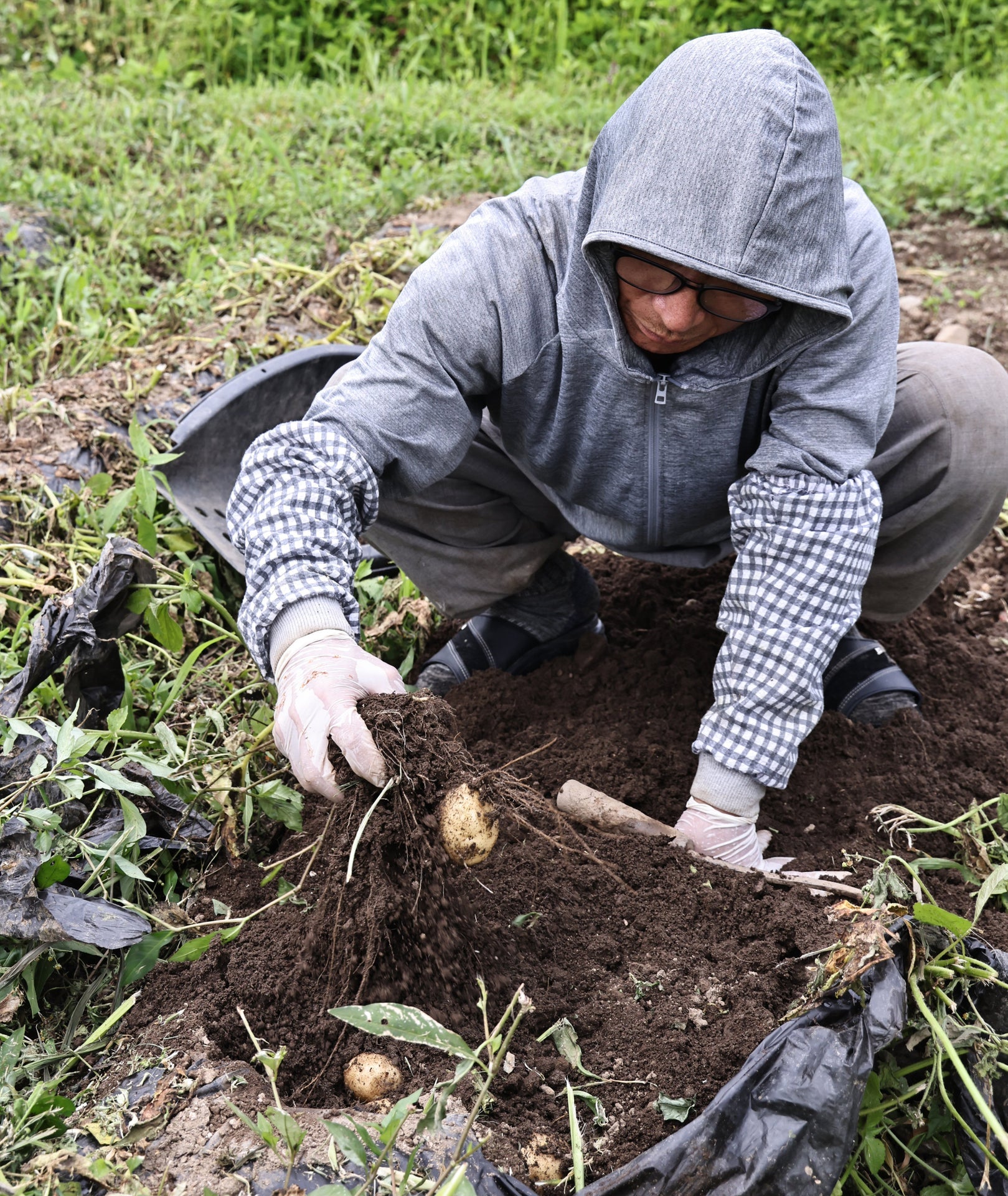 Potato noodles farm worker planting potatoes in dark soil