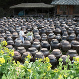 Row of dark traditional soy sauce fermentation jars with metal lids