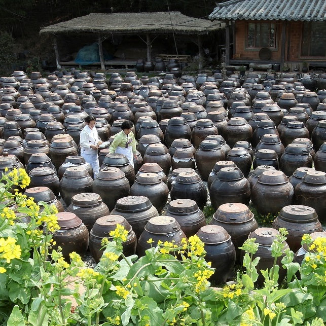 Outdoor rows of dark ceramic jars with lids for rice syrup