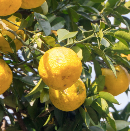 Yuzu fruit on tree branches with green leaves