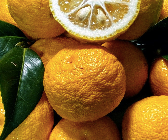 Yuzu and citron fruit with leaves, stacked for juice