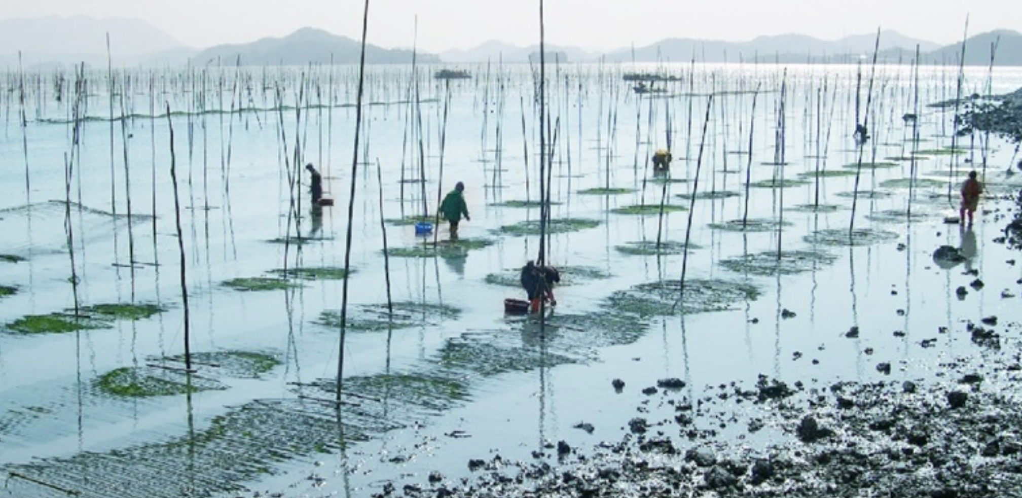 Aquafarm with green plants growing in shallow water on stakes