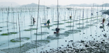 Aquafarm with green plants growing in shallow water on stakes