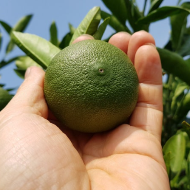 Jeju green tangerine extract whole green tangerine held in a hand