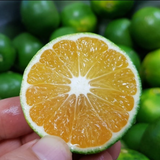 Jeju green tangerine extract sliced tangerine with visible orange segments