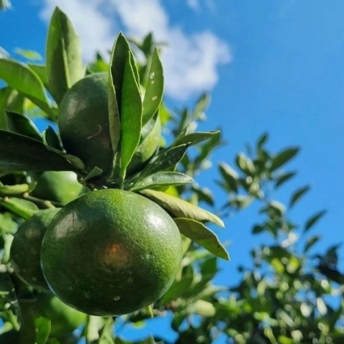 Jeju green tangerine extract fruit on a leafy tree branch with green leaves