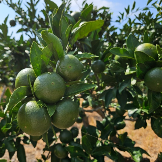 Jeju green tangerine extract tangerine fruit cluster on a branch