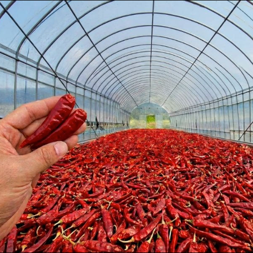 Coarse gochugaru chili pods on the ground in a greenhouse tunnel