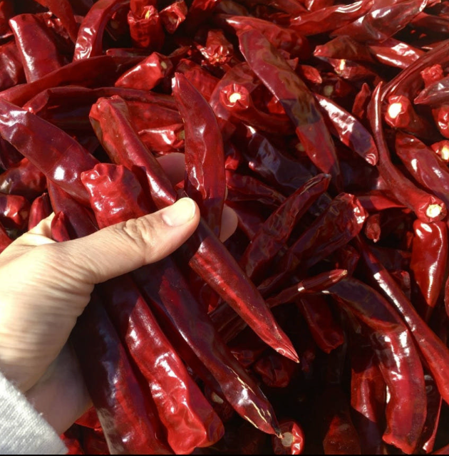 Coarse gochugaru dried red chili pods with a hand holding one pod