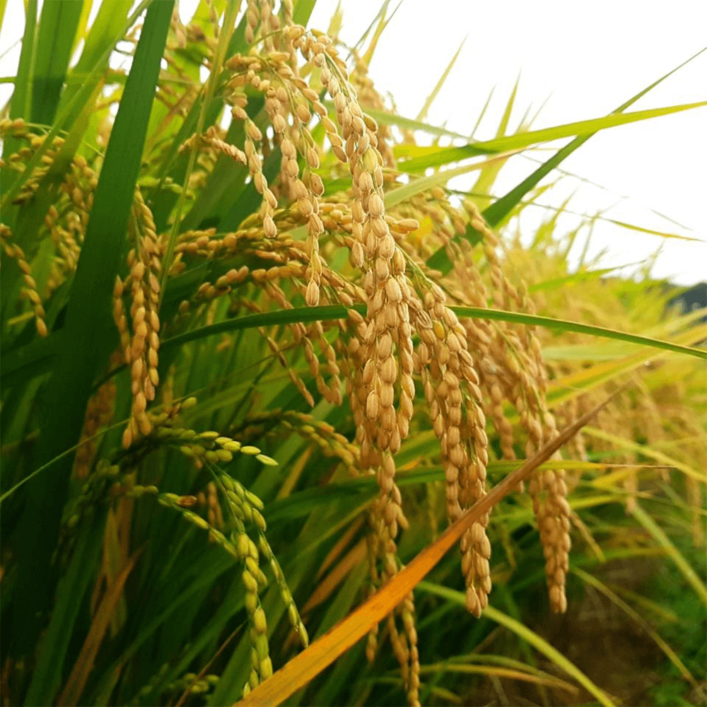 Growing rice panicles on stalks in a green field