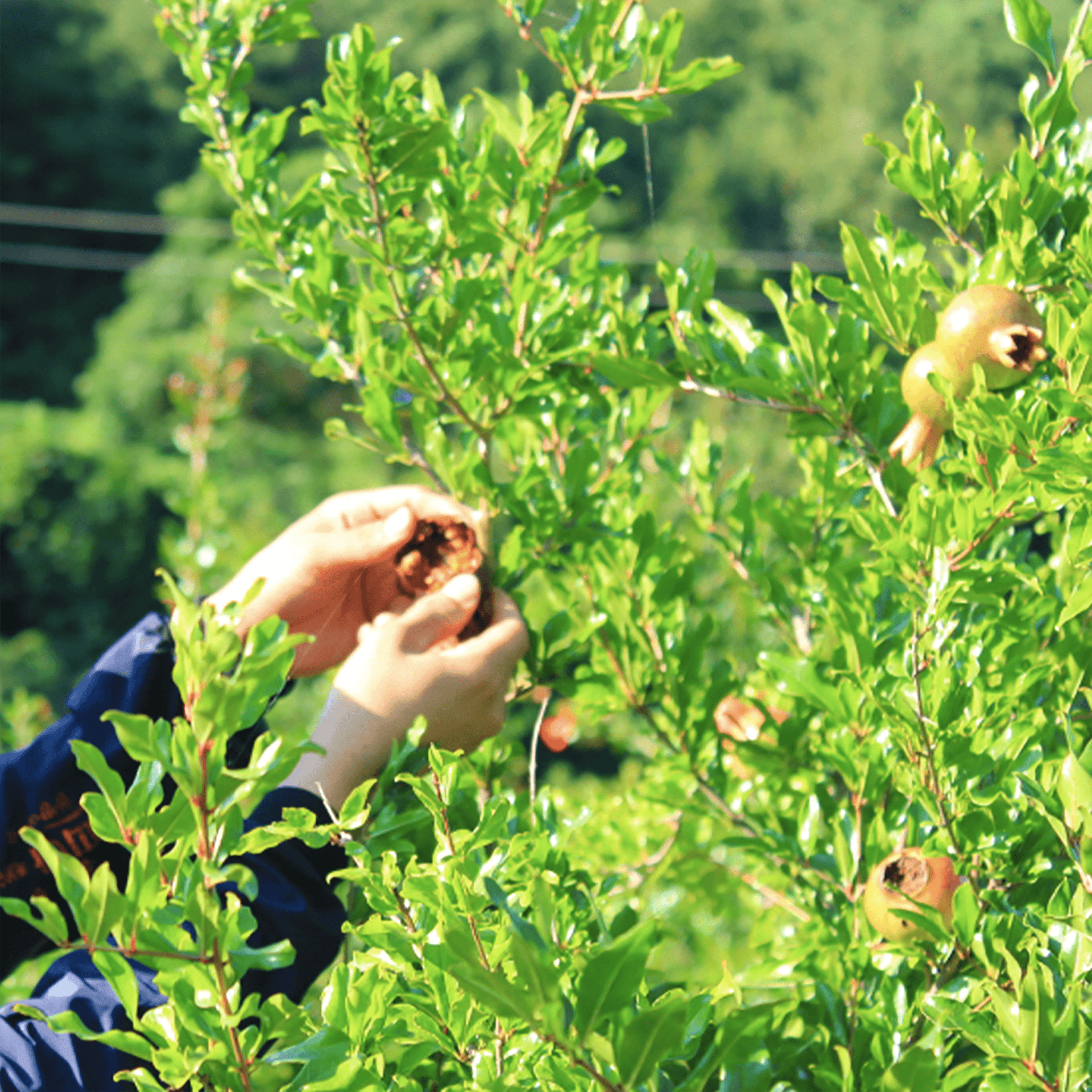 Five Grains Syrup - Kim'C Market