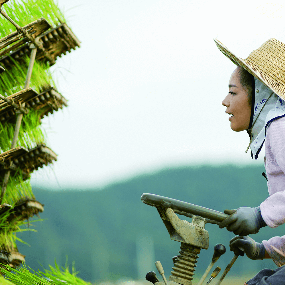 Rice field worker using a tool among green plants, face in profile under hat
