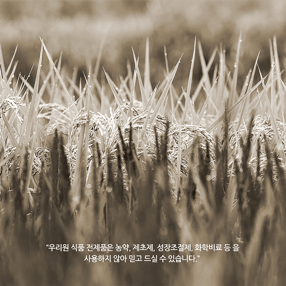 Dense rice crop field with tall stalks and seed heads