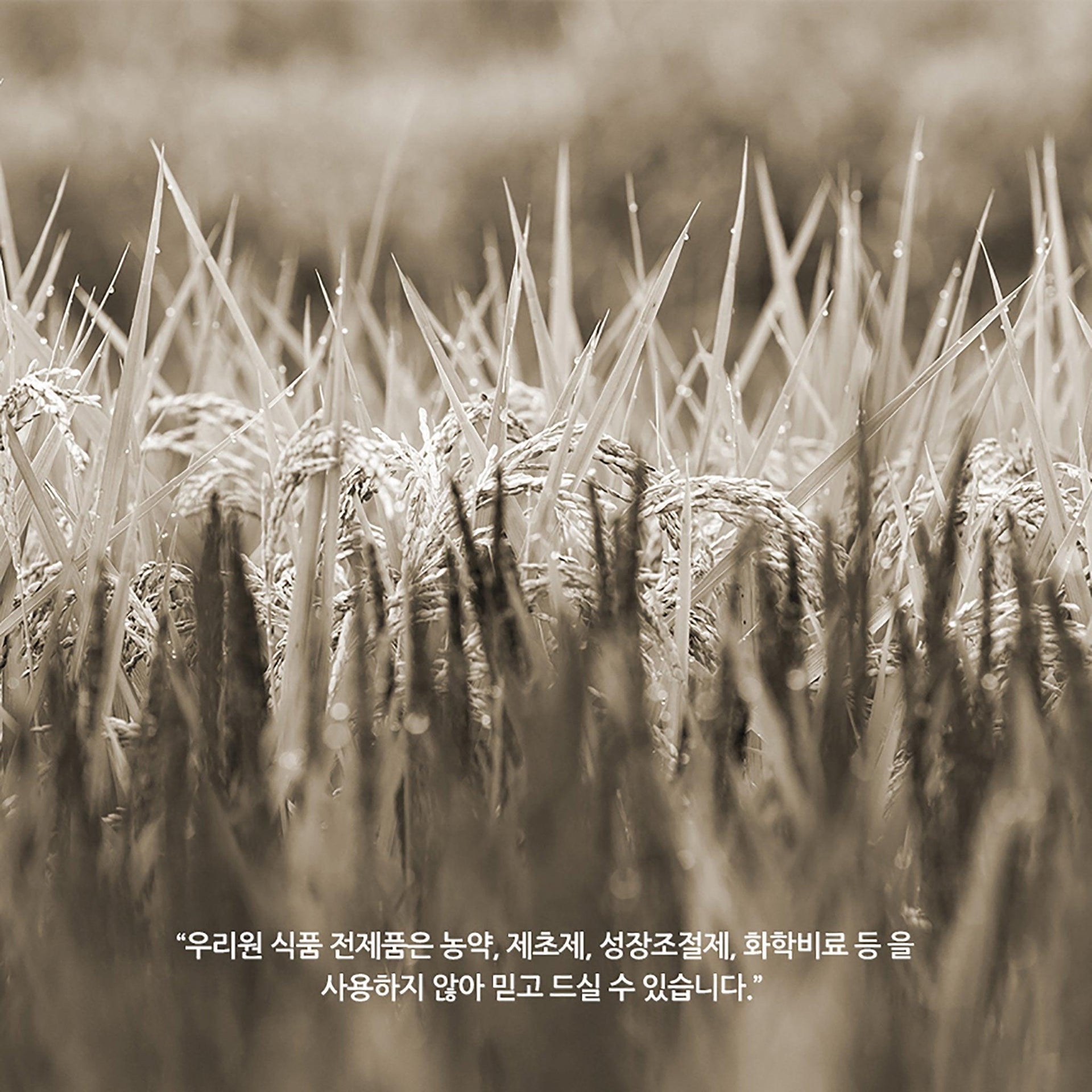 Organic Five-Colored Rice - Kim'C Market