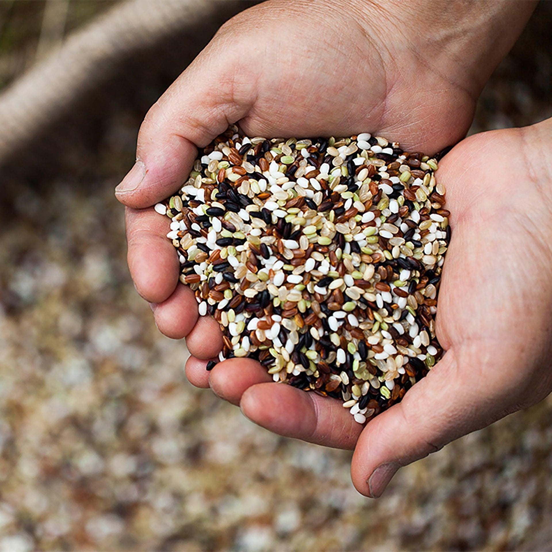 Organic Five-Colored Rice - Kim'C Market