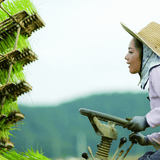 Organic Green Rice - Kim'C Market